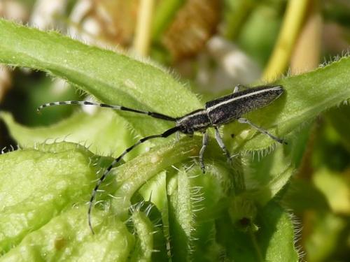 Agapanthia suturalis